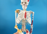 Whole Body Human Skeleton Model PVC Educational Skeletal System