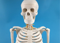 Whole Body Human Skeleton Model PVC Educational Skeletal System