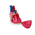 4X Enlarged PVC Anatomical Heart Model 5x Plastic Anatomy