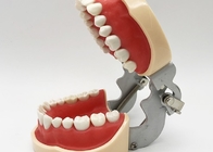 Resin Dental Study Models Histology , Non Toxic Orthodontic Teeth Model