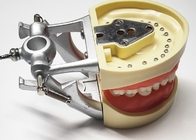 Resin Dental Study Models Histology , Non Toxic Orthodontic Teeth Model