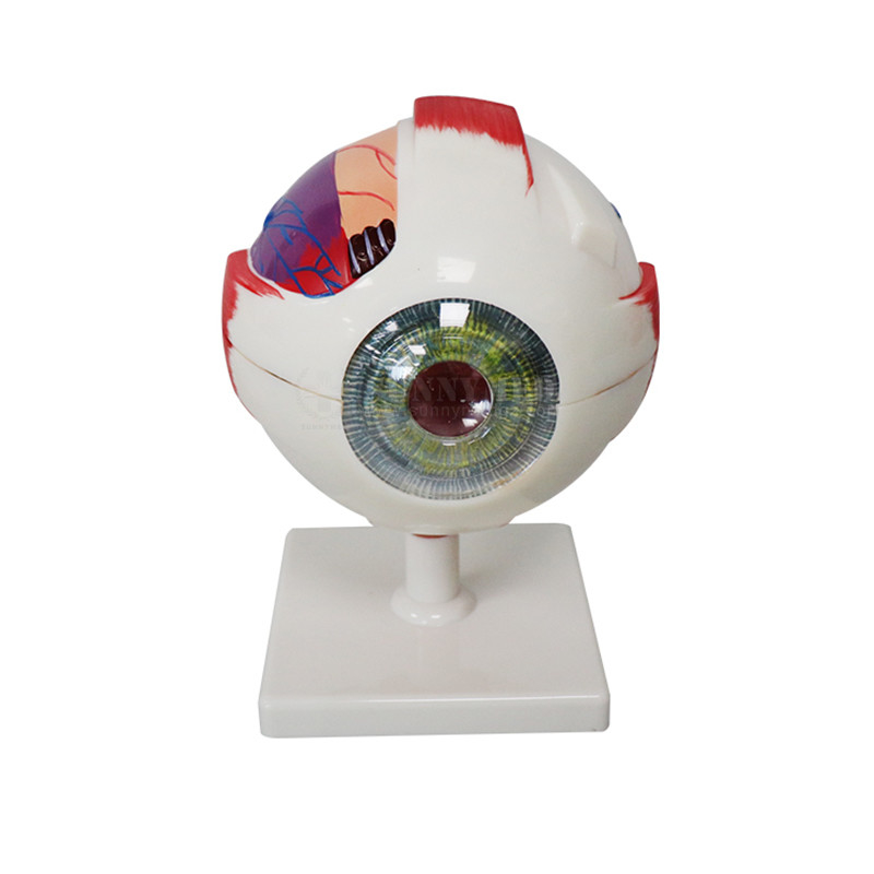 PVC Eyeball Model Anatomy Ophthalmic Magnification 3 Times