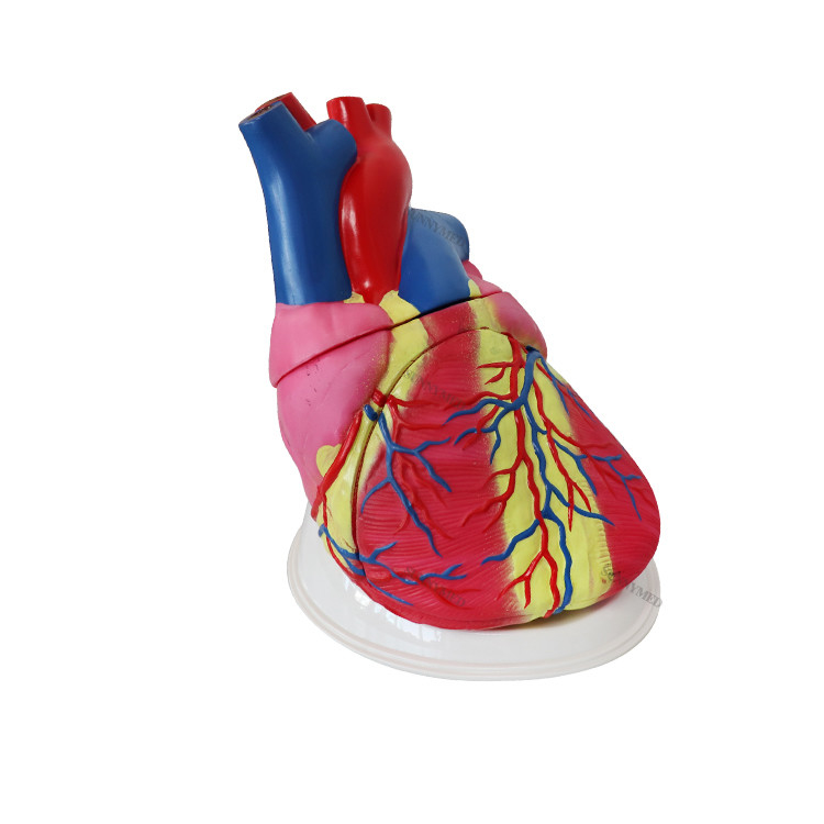 4X Enlarged PVC Anatomical Heart Model 5x Plastic Anatomy